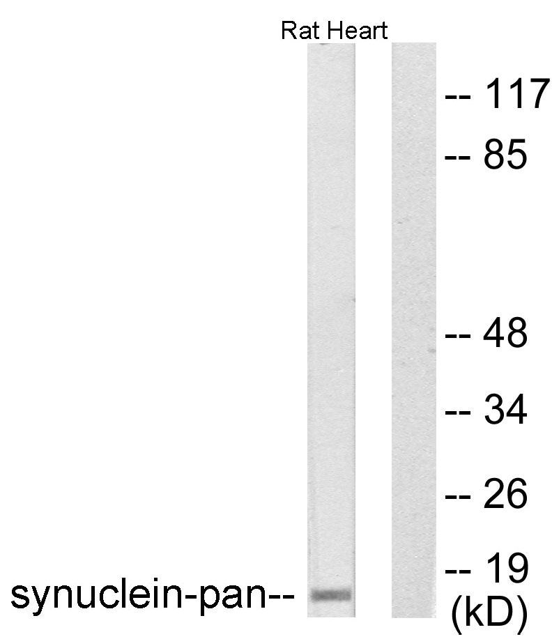 alpha Synuclein Ab