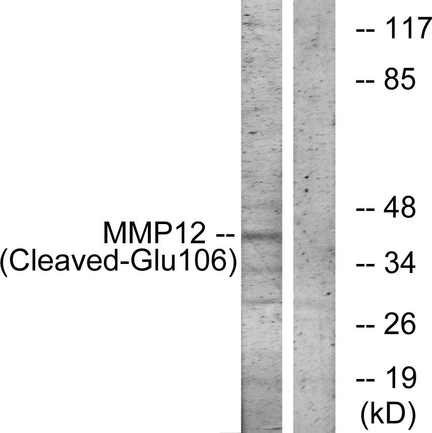 Cleaved-MMP12 (G106) Ab