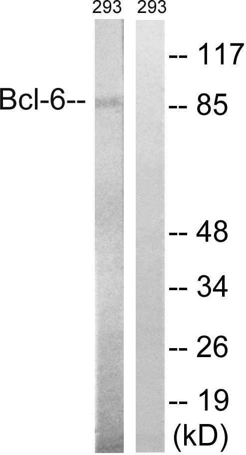 BCL 6 Ab