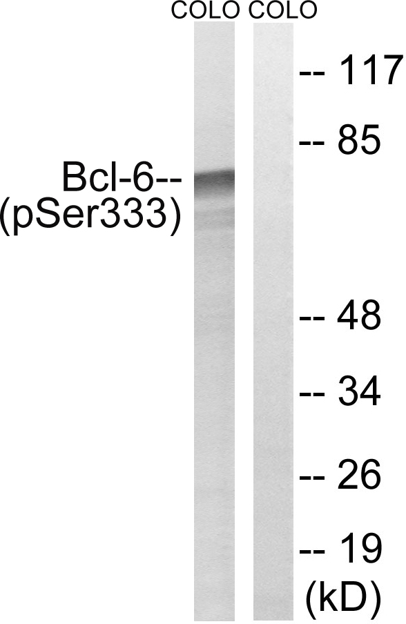 p-BCL 6 (S333) Ab