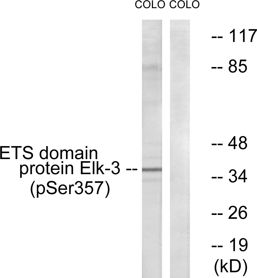 p-ELK3 (S357) Ab