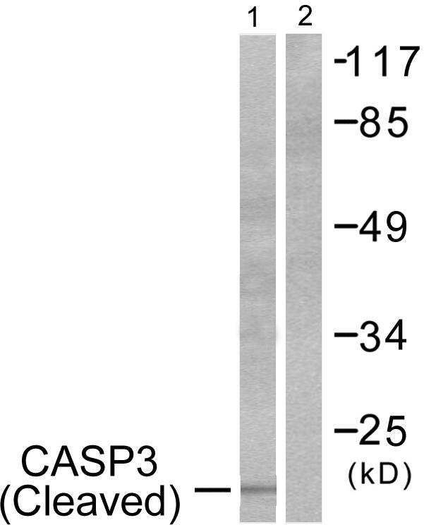 Cleaved-Caspase 3 p17 Ab