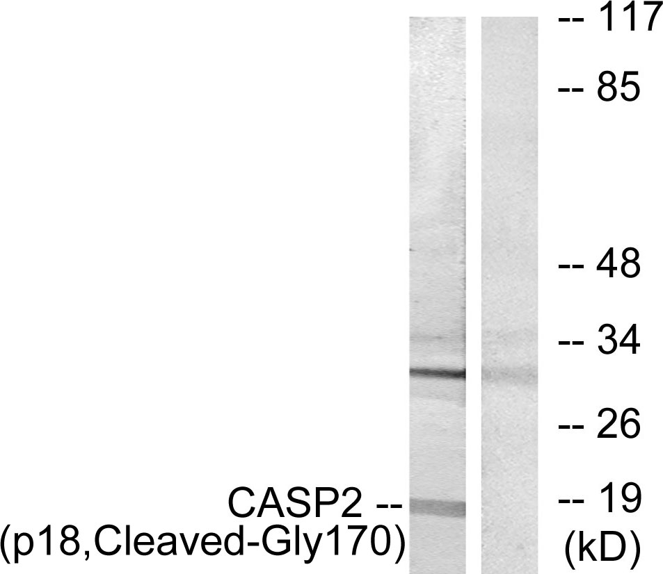 Cleaved-Caspase 2 p18 Ab