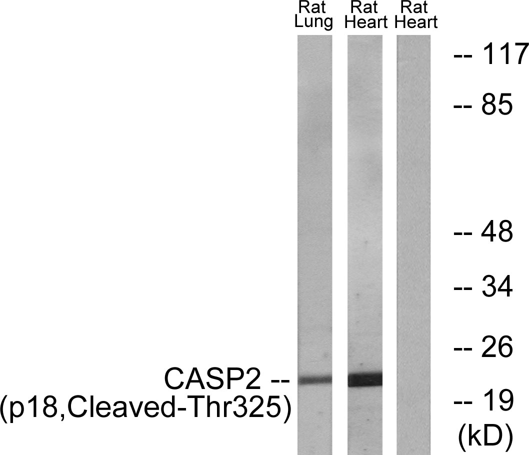 Cleaved-Caspase 2 p18 Ab