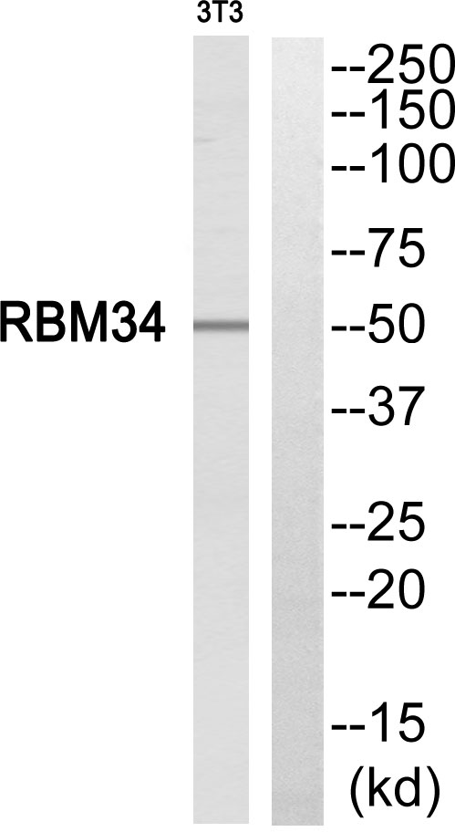 RBM34 Ab