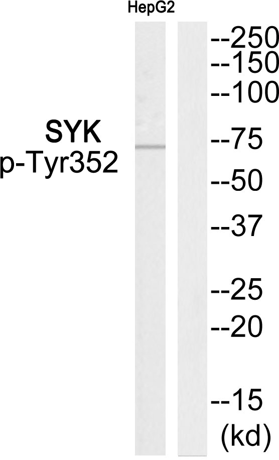 p-Syk (Y352) Ab