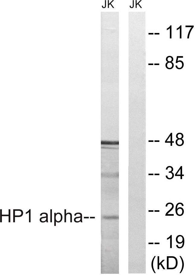 CBX5 Ab