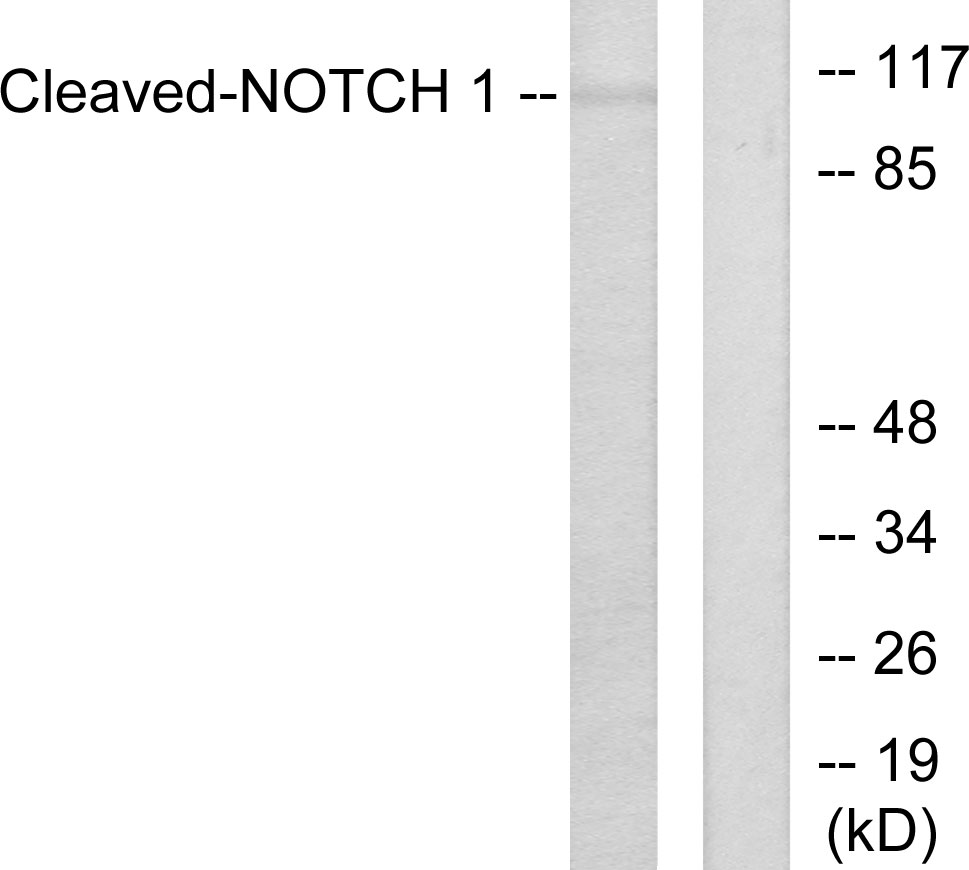 Cleaved-Notch 1 (V1754) Ab