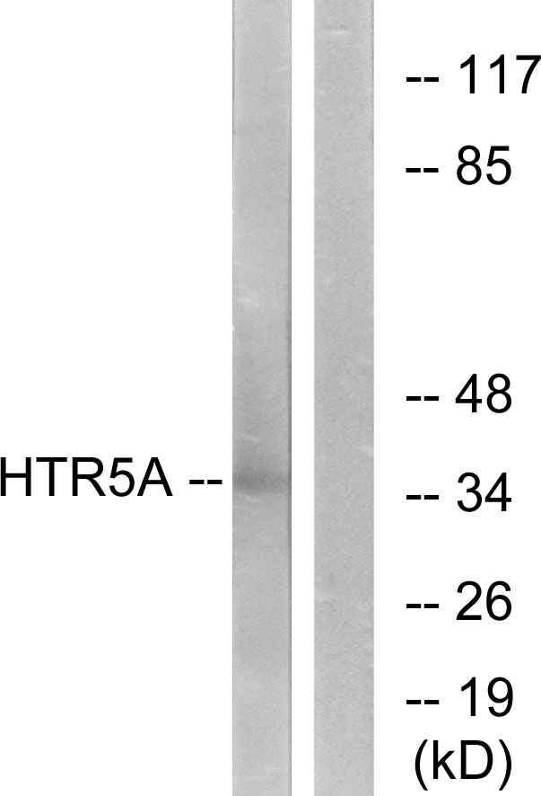 HTR5A Ab