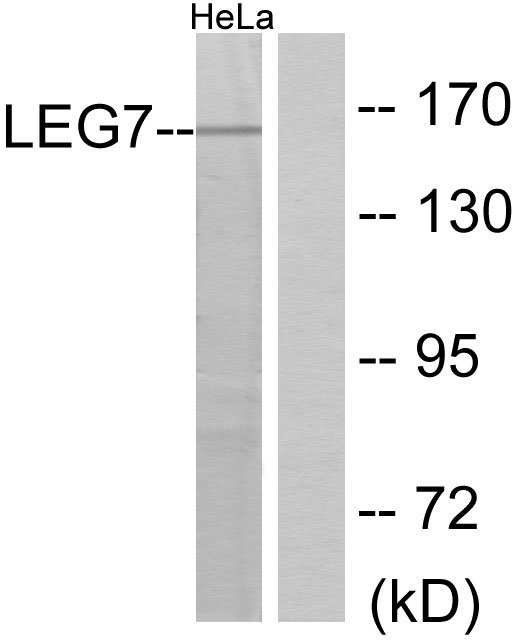 Galectin 7 Ab