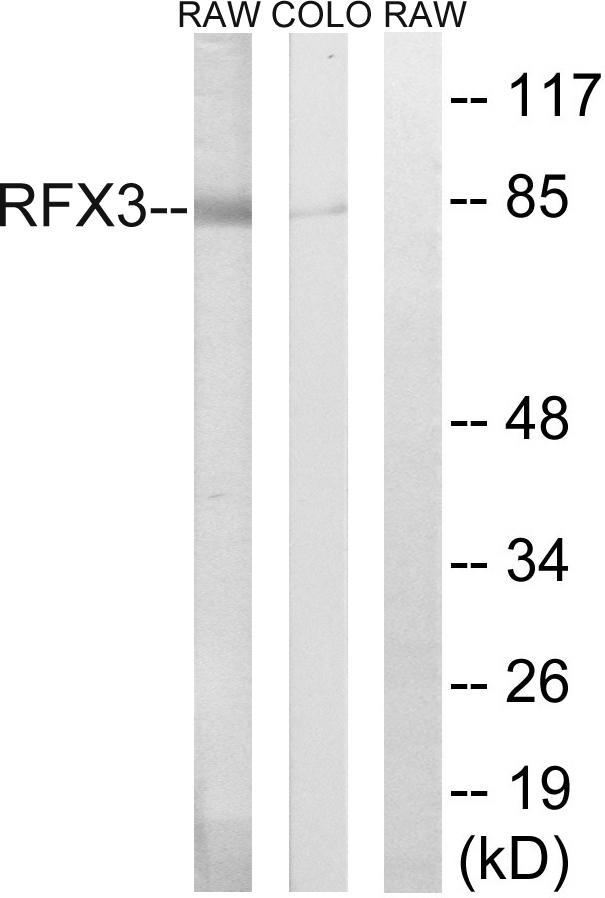 RFX3 Ab