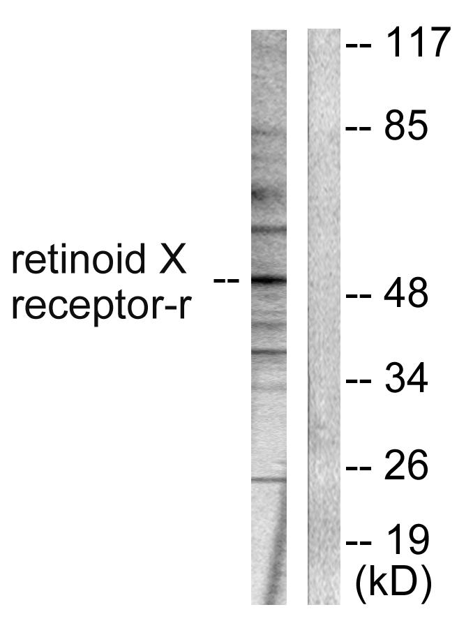 RXRG Ab