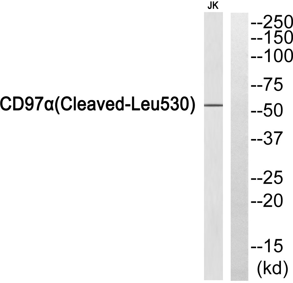 Cleaved-ADGRE5 (L530) Ab