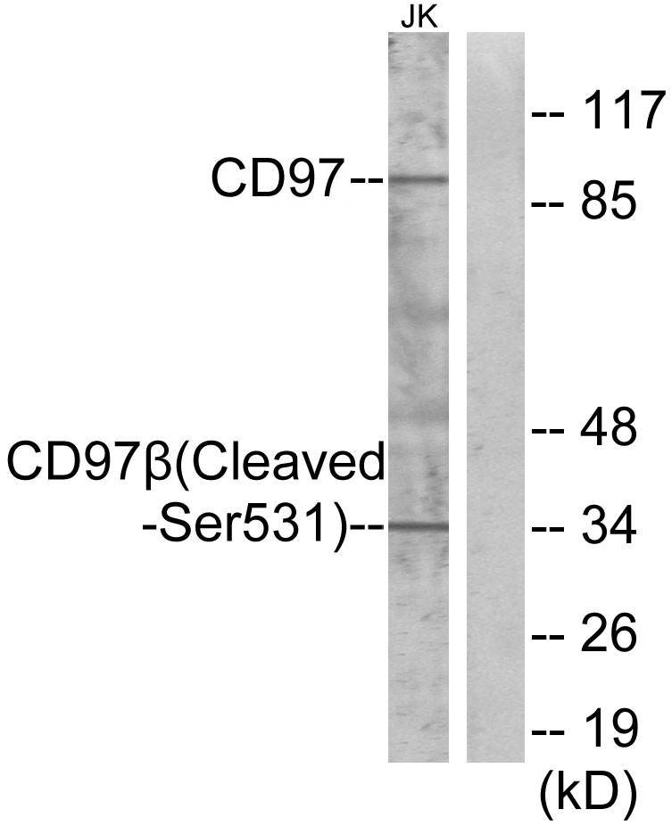 Cleaved-ADGRE5 (S531) Ab