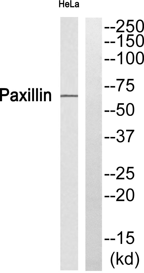 Paxillin Ab