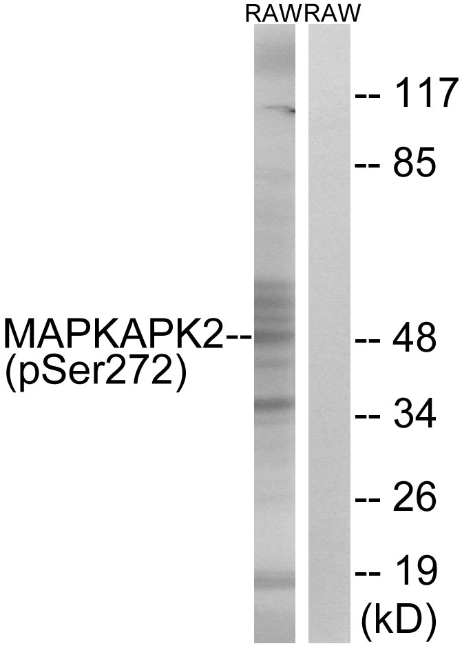 p-MK2 (S272) Ab