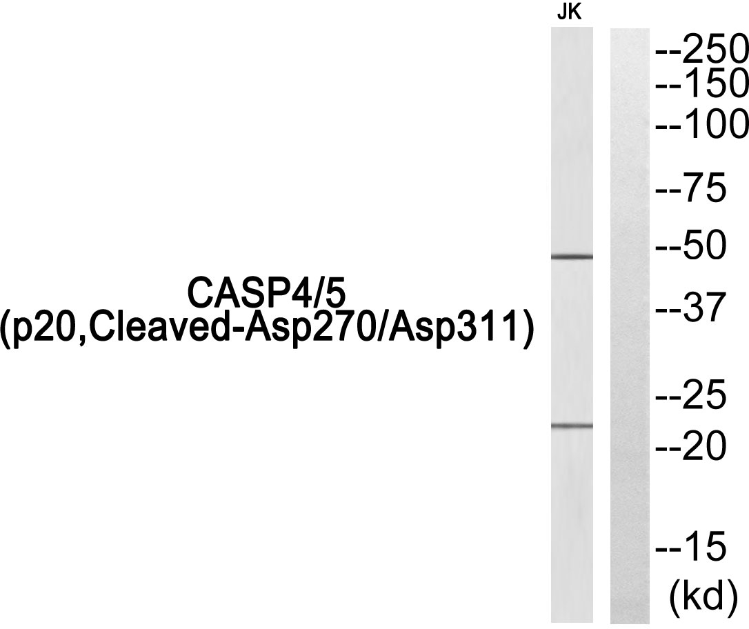 Cleaved-Caspase 4/5 p20 Ab