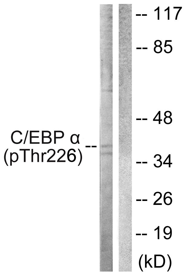 p-CEBP alpha (T226) Ab