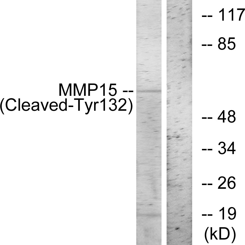 Cleaved-MMP15 (Y132) Ab