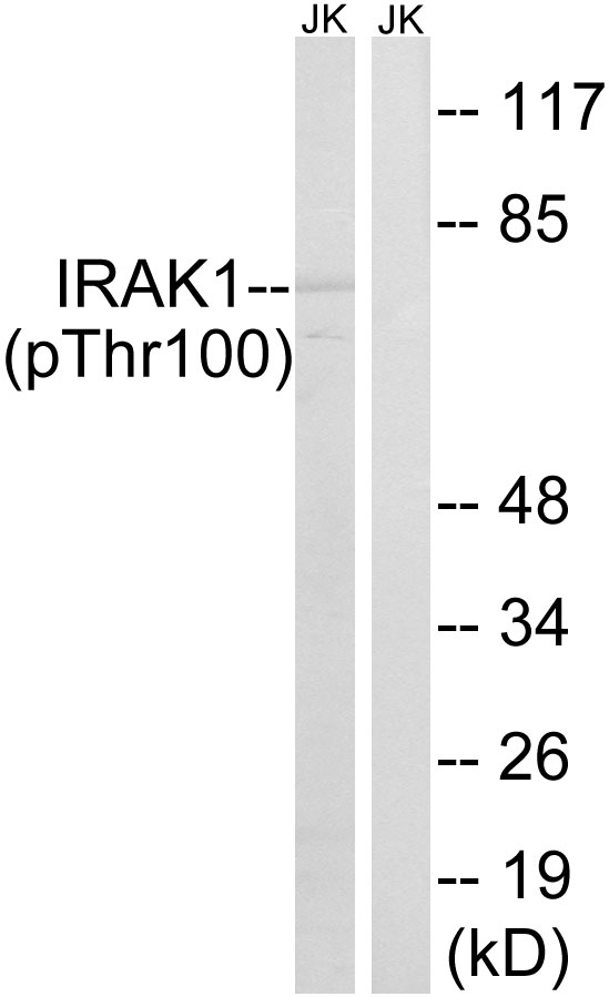 p-IRAK1 (T100) Ab