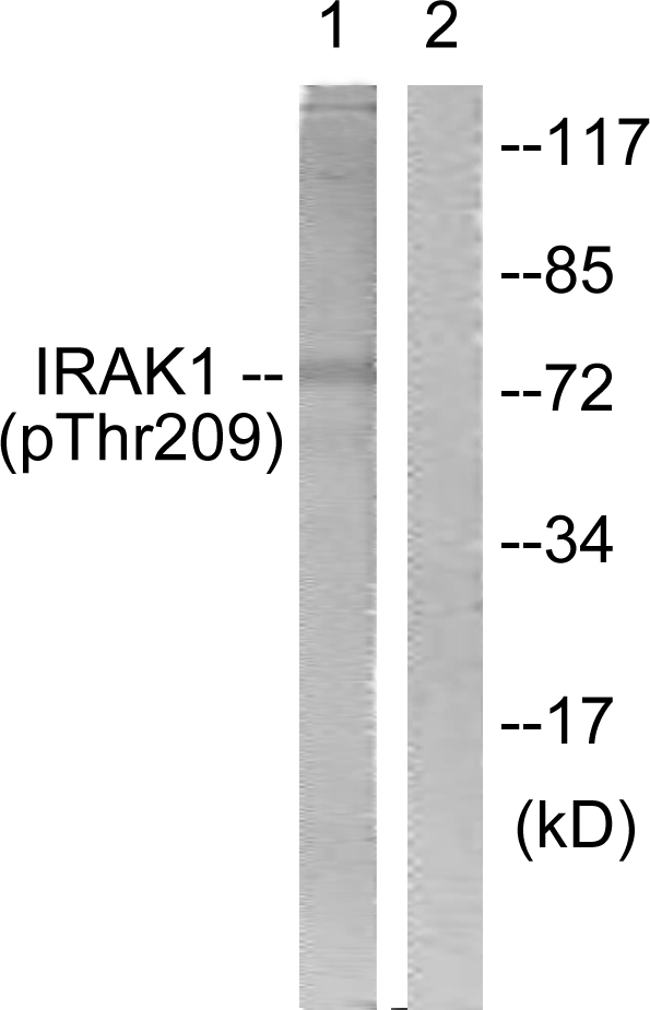 p-IRAK1 (T209) Ab