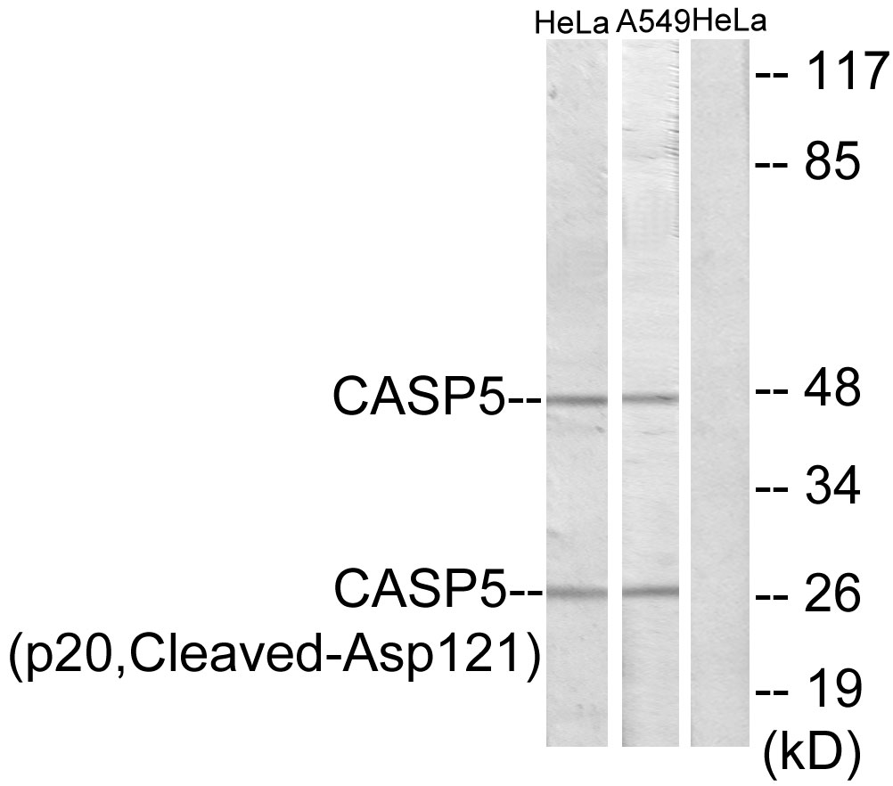 Cleaved-Caspase 5 p20 Ab