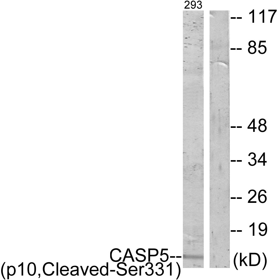 Cleaved-Caspase 5 p10 Ab