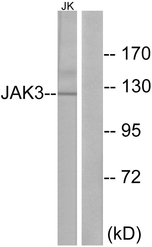 JAK3 Ab