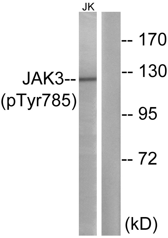 p-JAK3 (Y785) Ab