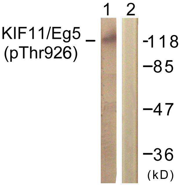 p-KIF11 (T926) Ab