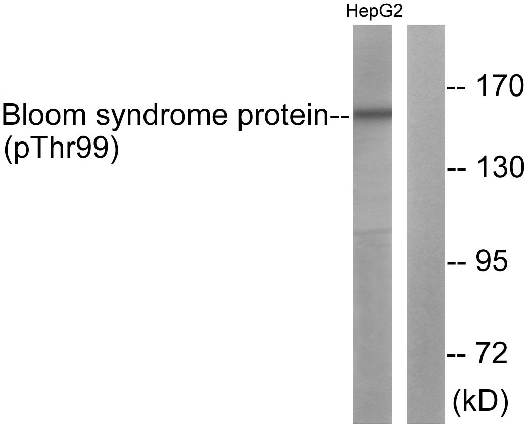 p-BLM (T99) Ab