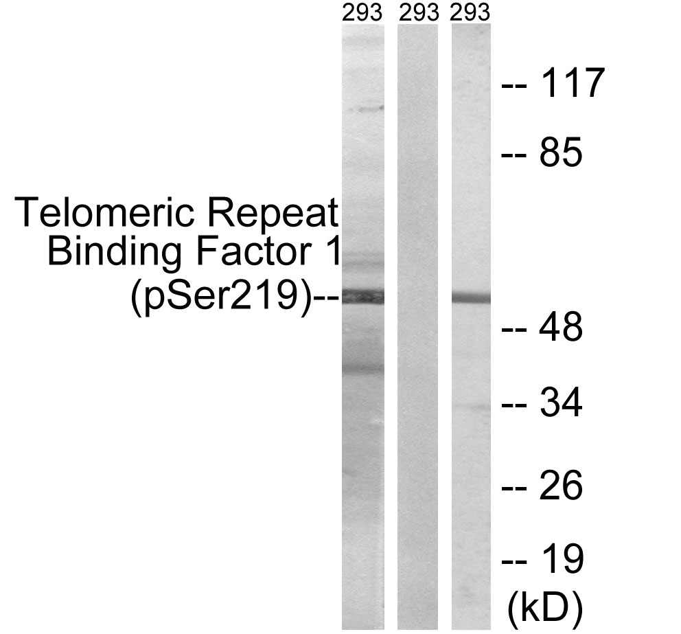 p-TERF1 (S219) Ab