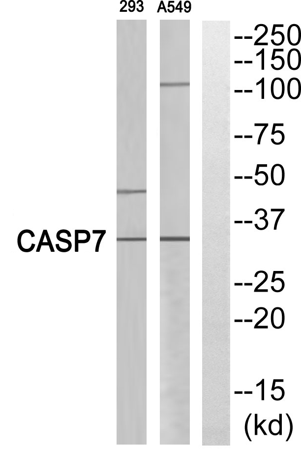 Cleaved-Caspase 7 p11 Ab