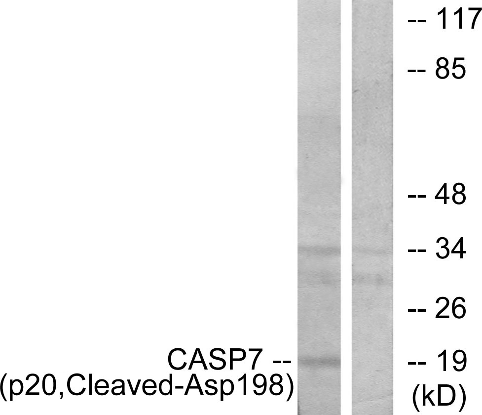 Cleaved-Caspase 7 p20 Ab