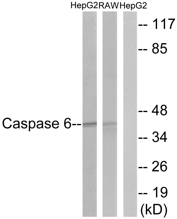 Caspase 6 Ab