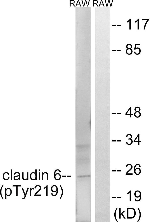 p-Claudin 6 (Y219) Ab