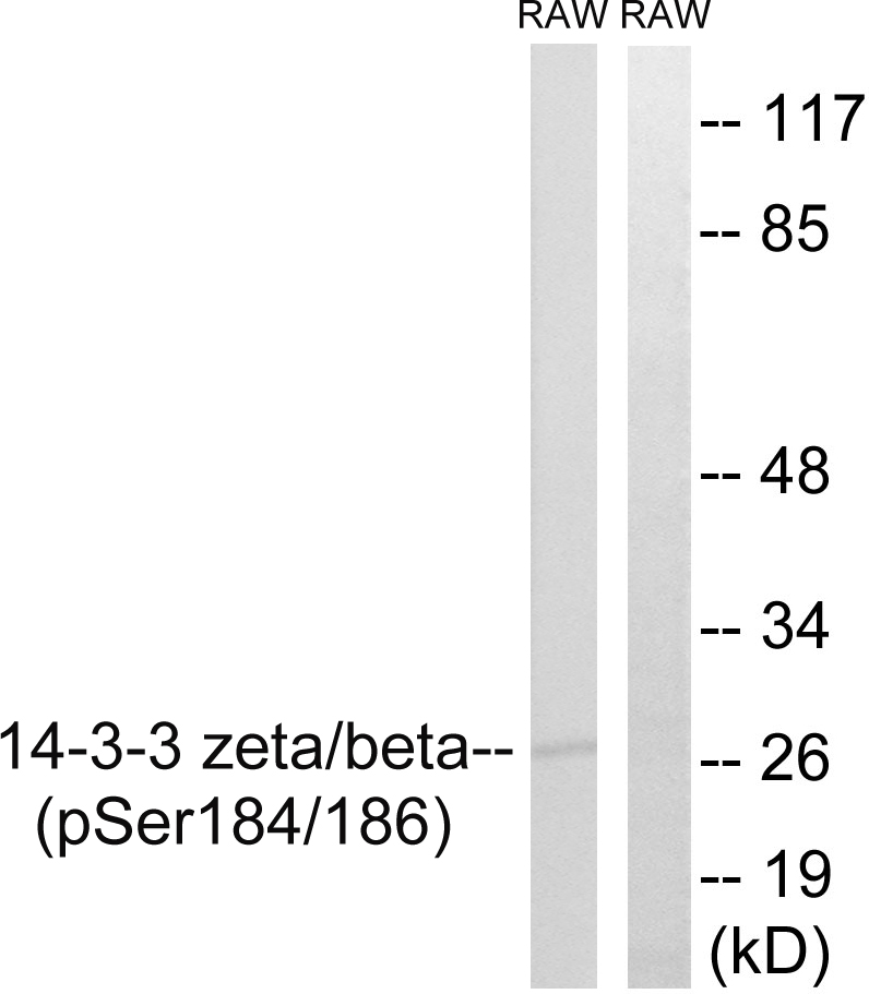 p-14-3-3 alpha/beta/zeta/delta (S184/S186) Ab