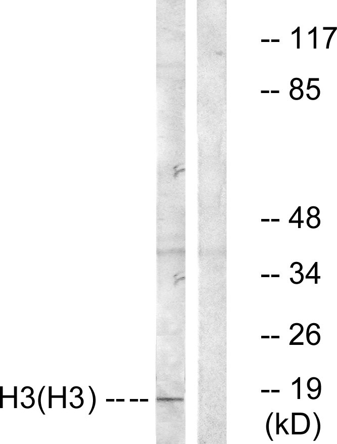 Histone H3 Ab