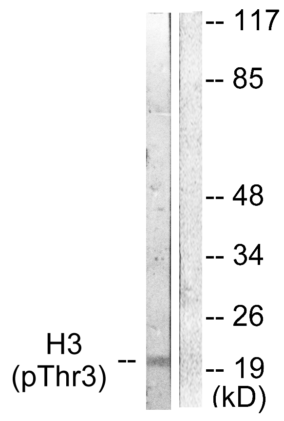 p-Histone H3 (T4) Ab