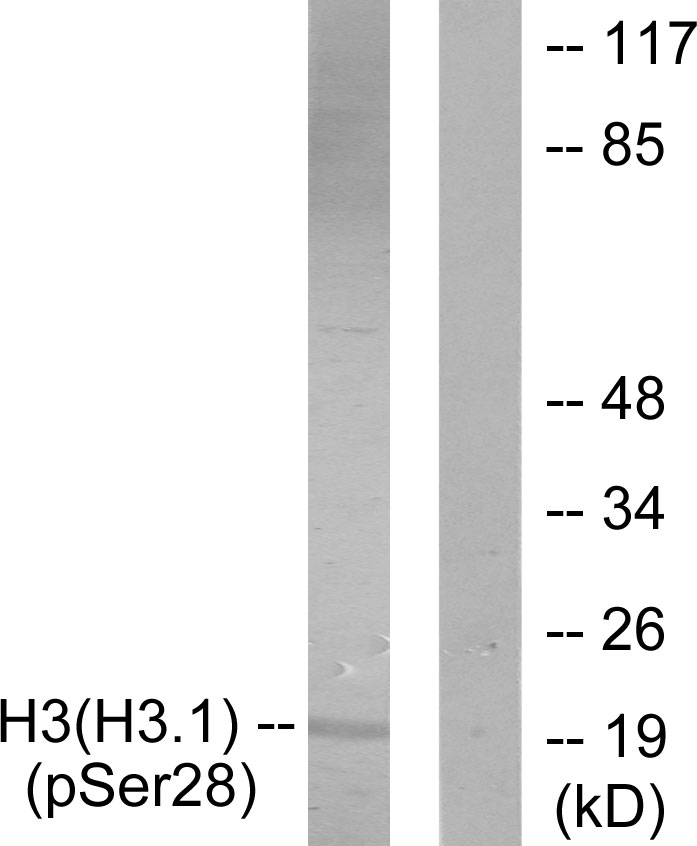 p-Histone H3 (S29) Ab