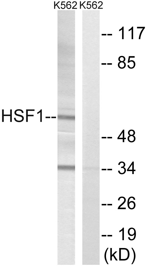 HSF1 Ab