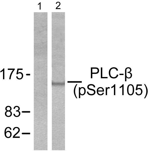 p-PLCB3 (S1105) Ab