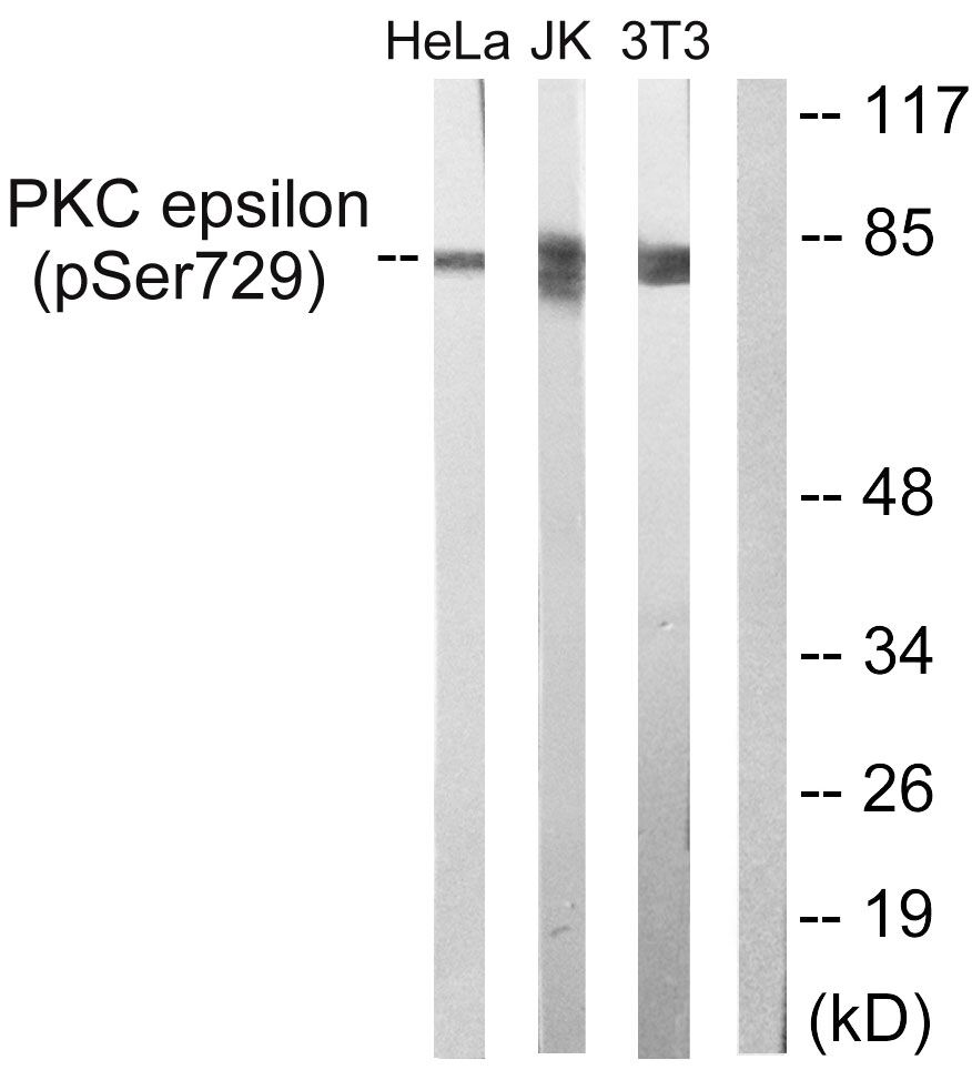 p-PKC epsilon (S729) Ab