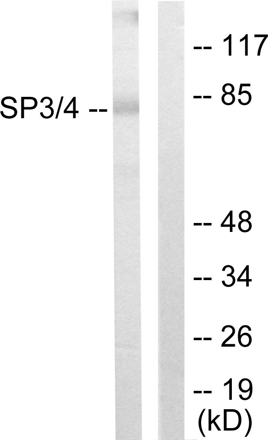 SP3/4 Ab