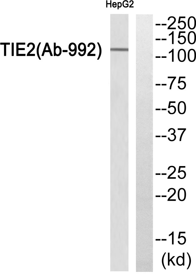 Angiopoietin 1 receptor Ab