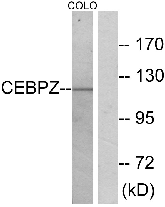 CEBP zeta Ab