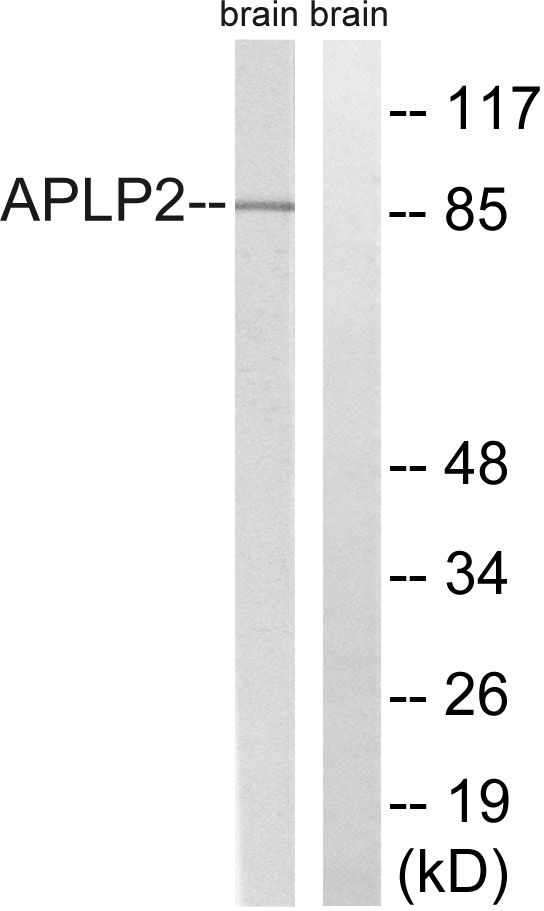 APLP2 Ab