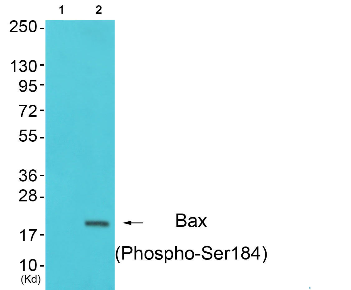 p-BAX (S184) Ab