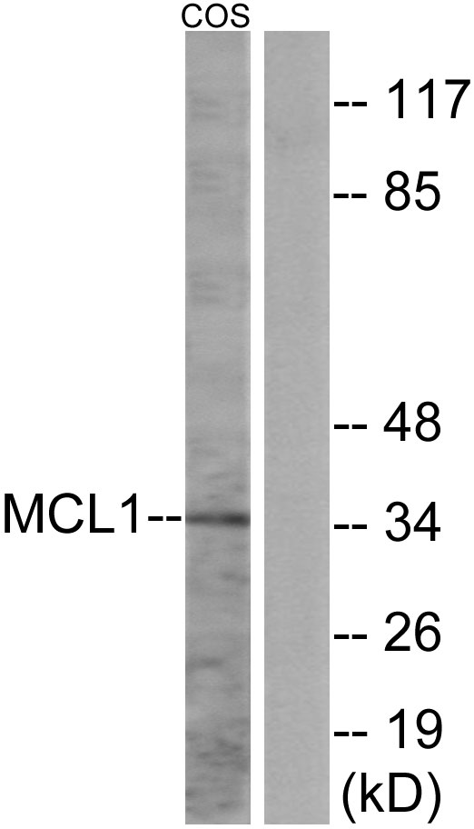 MCL1 Ab