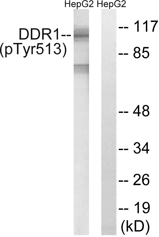 p-DDR1 (Y513) Ab